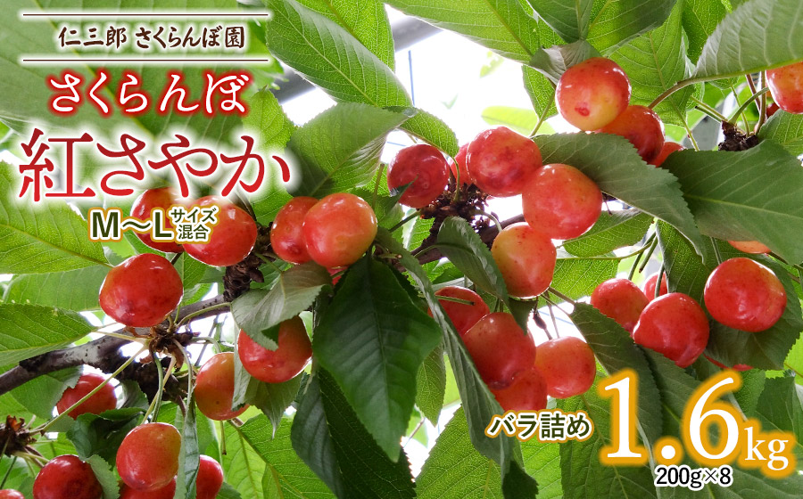 【令和7年産先行予約】 さくらんぼ 紅さやか M～Lサイズ 混合 バラ詰め 1.6kg(200g×8)　山形県鶴岡産　仁三郎さくらんぼ園