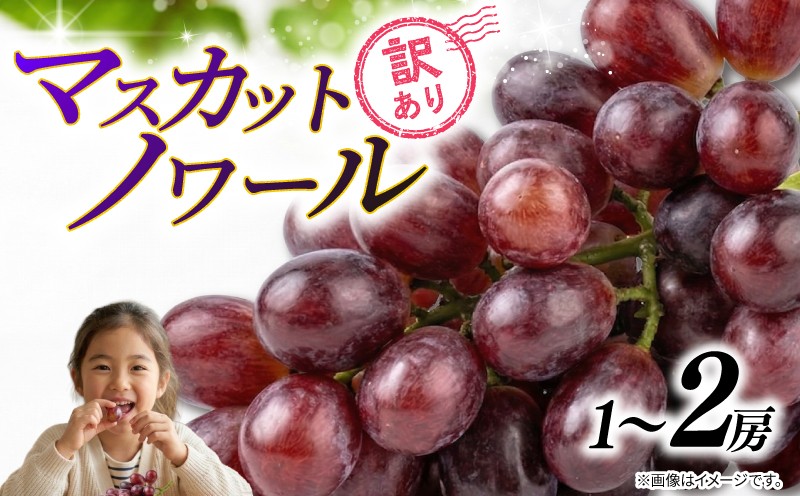 
                  訳あり マスカットノワール （ 種なし ） 【選べる容量】 1房 ～ 2房 450g ～ 900g 以上 2026年 発送分 数量限定 先行予約 ぶどう コク 甘い 葡萄 フルーツ 産地直送  ジューシー デザート 濃厚 ご自宅用 有機栽培 果実 くだもの 高級  ご褒美 お取り寄せ グルメ 糖度 香り 皮ごと 贈答用 ふるさと納税 送料無料 千葉県 銚子市 加瀬農園 【8月下旬から順次発送予定】
                