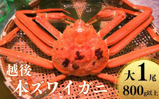 
〈期間限定〉越後 本ズワイガニ 800g×1杯 糸魚川産 浜茹で 姿 鮮度が命！茹でたて直送 日本海 磯貝鮮魚店 ずわいがに かに 蟹 高級 新鮮 ボイル
