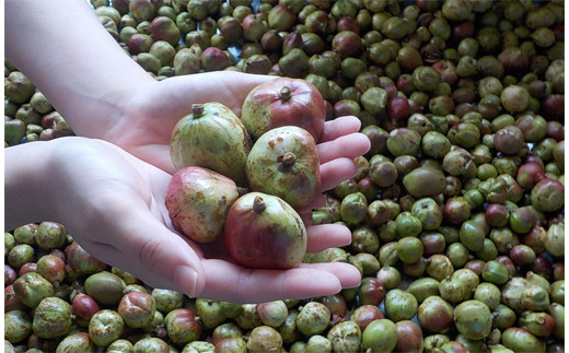 アガノユキツバキハンドクリーム　3本セット