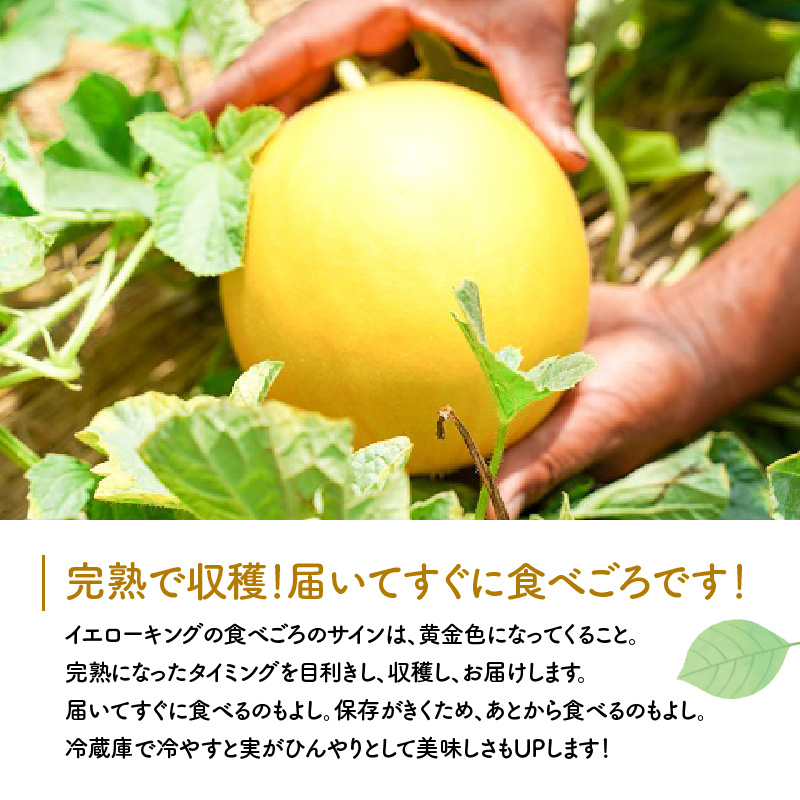 〈予約受付〉【2027年発送】 完熟！イエローキングメロン 4kg前後（4玉） 追熟不要 甘い さっぱり スイーツ 果物 さわやか かわいい H141-023