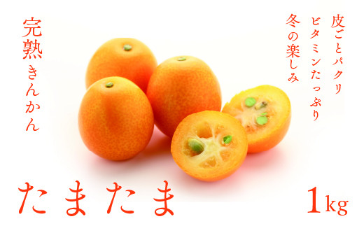 
完熟きんかん「たまたま」１kg
