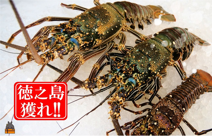 焼いても、鍋物でも！旨味が溢れ、ぷりっとした食感で美味しいですよ！