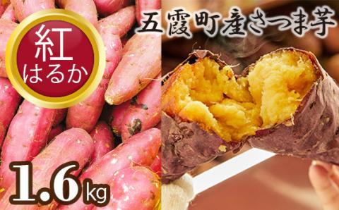 五霞町産さつま芋（紅はるか）1.6㎏ ／ サツマイモ さつまいも 野菜 茨城県 特産品　【2024年12月より順次発送】