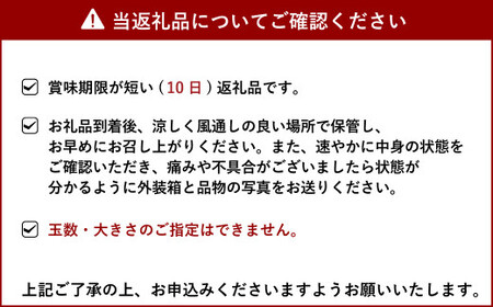 食べるレモン スイートレモネード 約3kg（20～30玉）【吉田レモニー】【2024年12月上旬～2025年6月上旬発送】檸檬 柑橘