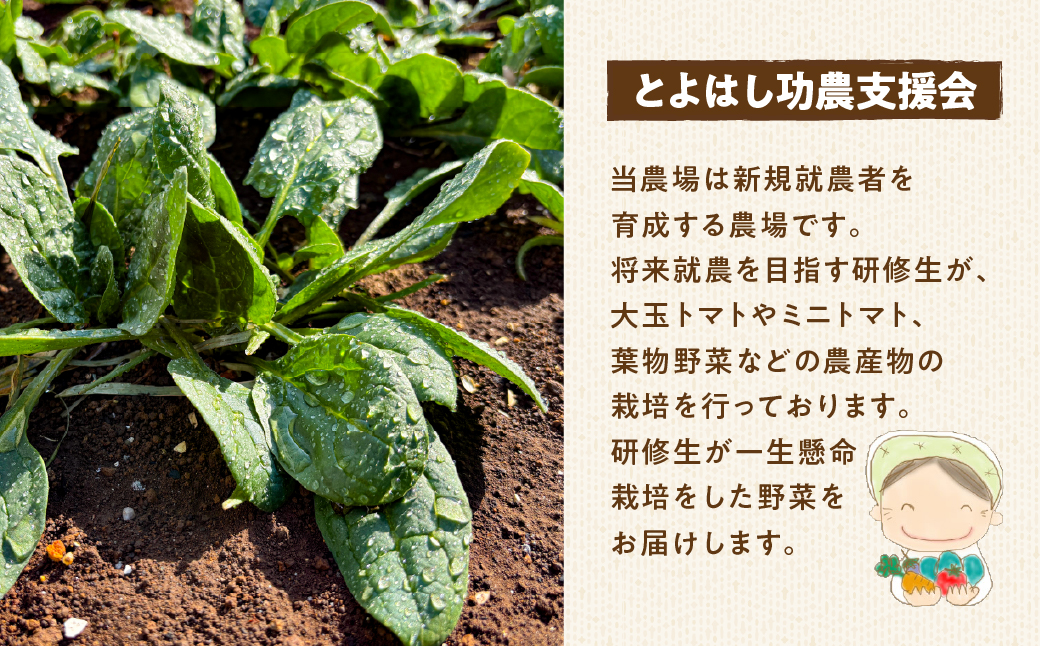 あま～い！ミニトマト 約 500g トマト ミニトマト 濃厚 甘い 美味しい 高糖度 完熟 tomato とまと やさい 自然 安心安全 旬 送料無料 愛知県 豊橋市
