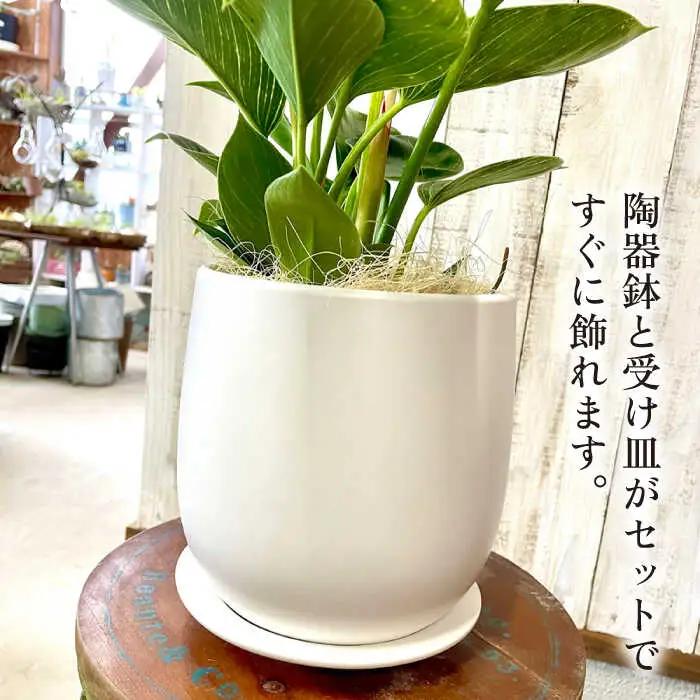 【お中元対象】グリーンとホワイトのコントラストが美しい『 フィロデンドロン ・ バーキン 』 糸島市  / cocoha 観葉植物 [AWB032]
