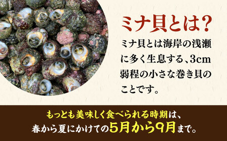 ボイル ミナ貝 450g（殻付き300g・殻剥き150g）《壱岐市》【鈴の海庭】 貝 魚貝 海産物 ボイル 刺身 小分け おつまみ サザエ ニナ貝 シッタカ[JFV001]