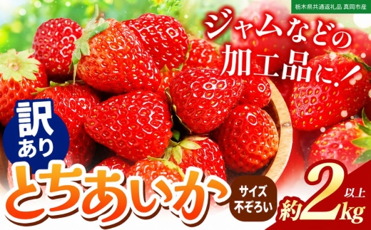 苺 いちご【訳あり】サイズランダム とちあいか 約2000g【栃木県共通返礼品 真岡市産】TT 栃木県 下野市