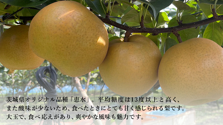【 先行予約 】茨城県産 梨 恵水 約 5kg 8玉～12玉 ( 茨城県共通返礼品 : 常陸太田市 )  【 2024年 9月上旬頃より発送 】 フルーツ 果物 国産 日本産 梨 ナシ なし 和梨 フ