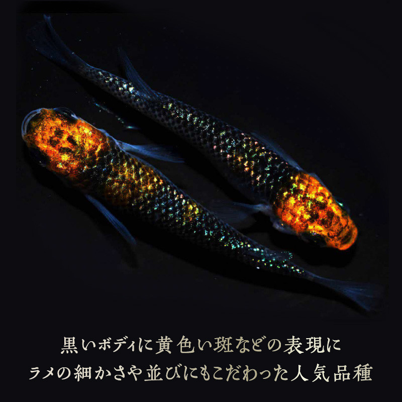 黒いボディに黄色い斑などの表現にラメの細かさや並びにもこだわった人気品種　※お渡しするのはオス・メスの１ペア。