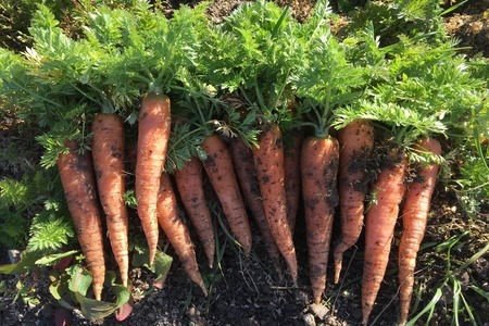 高知の旬をお届け「中里自然農園・旬のお野菜便」