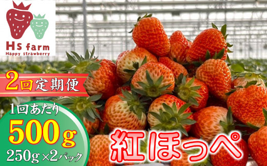 【数量限定 / 先行予約】 2回定期便 新鮮いちご〈品種：紅ほっぺ〉 約500g (250g×2パック) Happy Strawberry 旬の時期に収穫してすぐ発送！ 【 訳あり いちご フルーツ 旬 小分け 人気 岩手 陸前高田 】