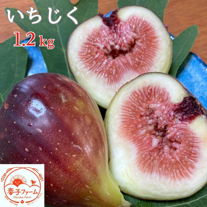 
            《2026年8～10月発送》いちじく（桝井ドーフィン） 1.2kg ／ 無花果 イチジク フルーツ 果物 くだもの 桝井ドーフィン ドーフィン 
          