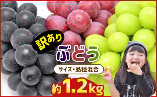 訳あり 旬の ぶどう  詰め合わせ 約 1.2kg ｜ 果物 ぶどう 黒ぶどう 赤ぶどう シャインマスカット 巨峰 熊本 玉名 くまもと たまな