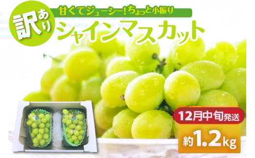 【2025年12月中旬発送】 【訳あり】 シャインマスカット 1.2kg 家庭用 青森