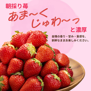 いちご 古都華 完熟 奈良県産 いちご【約500g 250g×2パック】【冷蔵 先行予約】