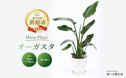 2026年4月上旬～発送【観葉植物】オーガスタ 70cm～90cm(鎌ヶ迫園芸場/IB086-013) 観葉植物 植物 鉢付 インテリア 室内 オフィス おしゃれ プレゼント ギフト 開店祝い 移転祝い マイナスイオン【配送不可地域：北海道・沖縄県・離島】