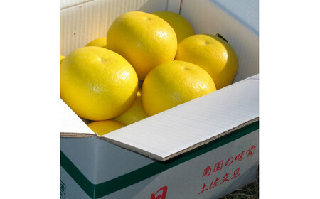 【先行予約】楠瀬さんの土佐文旦 家庭用大玉 約10kg 約10キロ 2L?4L〈2027年2月15日?2027年4月5日発送〉 ぶんたん ブンタン フルーツ 柑橘 みかん 果物 くだもの 柑橘類 デザ