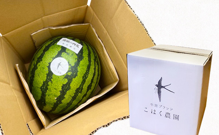 こはく農園 瀬戸内市牛窓産 赤いスイカ【紅まくら品種使用】1玉(約7～9kg) スイカ 西瓜 フルーツ 国産 岡山 瀬戸内市