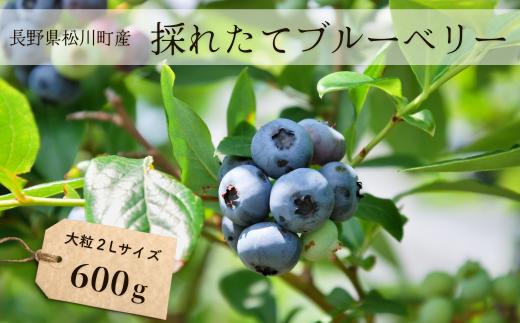 KB02-24A ブルーベリー 600g ／6月下旬頃から発送予定 // 採れたて 長野県 南信州 松川町 フレッシュブルーベリー 摘みたて 朝摘み 新鮮 安全 農家直送 大粒 ２Lサイズ以上