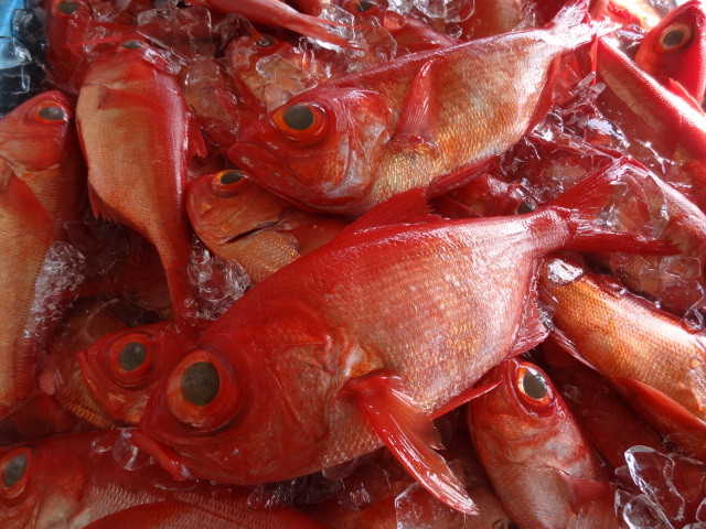 
【神津島産】　鮮魚 金目鯛　
