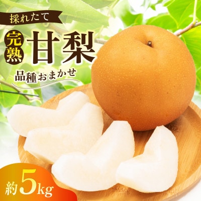 完熟甘梨 5kg 10～16玉 【2026年収穫分】かすみがうら市【配送不可地域：離島・沖縄県】