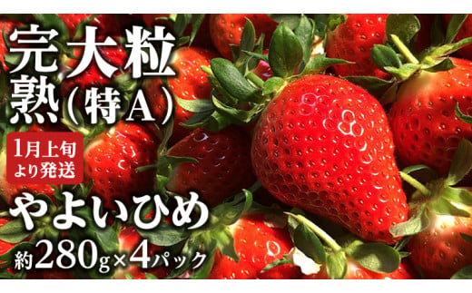 【 2025年1月上旬発送開始 】 完熟 やよいひめ 約280g×4パック 国産 いちご イチゴ 苺 茨城県産 [BC007sa]