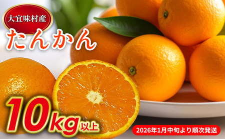 たんかん【2026年発送】たんかん 10kg