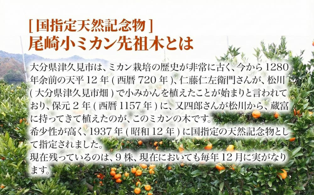 国指定天然記念物 尾崎小ミカン先祖木の小ミカン10個 みかん オレンジ 蜜柑 大分県産 九州産 津久見市 国産