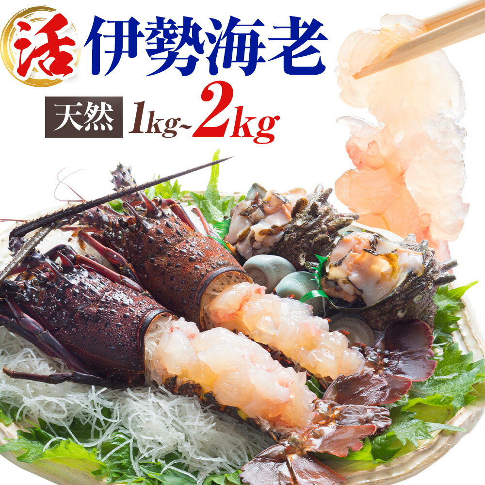 【ふるさと納税】【数量限定】天然『活』伊勢海老 1kg 2kg ( 3尾 〜 10尾 ) 【配送不可地域：離島・北海道・沖縄県・東北・中国・四国・九州】 《30日以内に出荷予定(土日祝除く)》 寺田水産 千葉県 勝浦市 伊勢海老 イセエビ 海産物 えび
