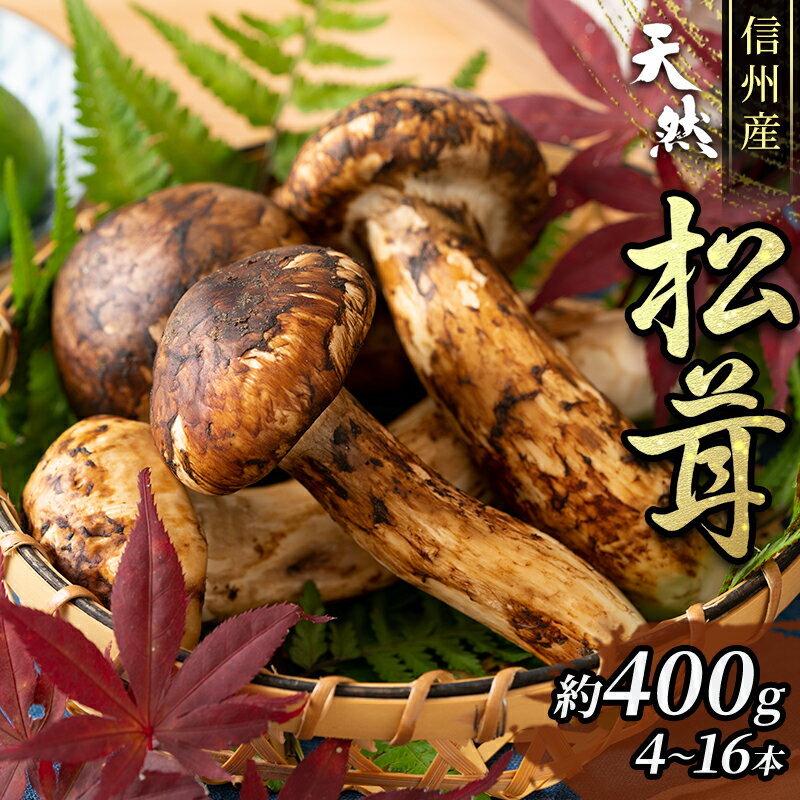 【ふるさと納税】信州産「天然松茸」（約400g/4～16本） 野菜 きのこ まつたけ　お届け：2025年9月下旬頃より順次発送