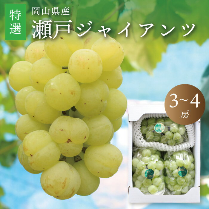 【ふるさと納税】真庭市産 瀬戸ジャイアンツ 特選 3〜4房 / 【2025年9月中旬以降発送予定】 数量限定 ぶどう 贈答用 岡山 真庭 葡萄 ブドウ 果物 フルーツ ギフト 産地直送 新鮮 桃太郎ぶどう 人気 厳選 種なし スイーツ【配送不可地域：北海道・沖縄県・離島】【seto04】