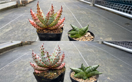 サンセベリア ボンセレンシスドワーフ ＆ アロエ マルロシー 各1株 sansevieria boncellensis dwarf ＆ Gymnocalycium mihanovichii長与町/アグ