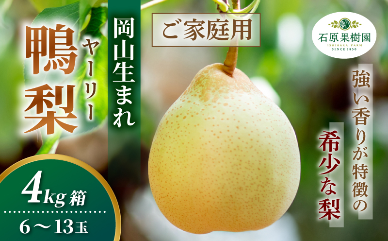 家庭用 ヤーリー梨 4kg箱 青秀 6～13玉 岡山県産 | ヤーリー梨 鴨梨 梨 ご家庭用 ご自宅用 御歳暮 果物 くだもの フルーツ 石原果樹園【ishk038-01】