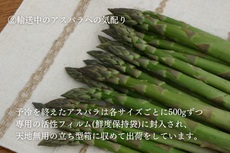 【令和9年産先行予約 】グリーンアスパラ M～Lサイズ 1kg アスパラガス 黒木農場 北海道 美瑛