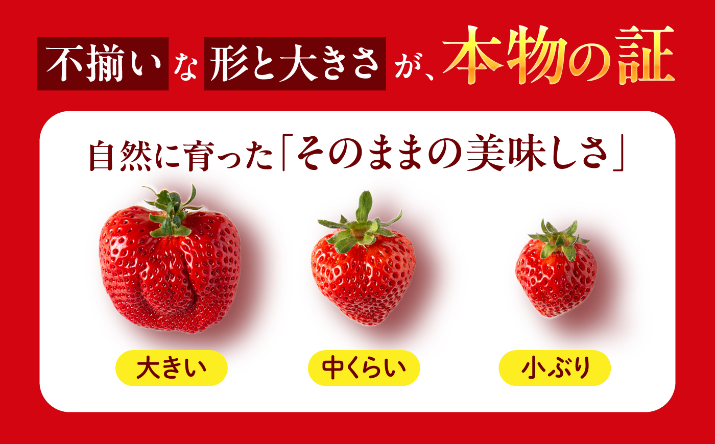 【月1回・全3回定期便】糸島 あまおう 270g×2パック【2027年1月～3月にて順次発送】 (A品B品含むL～5L) 糸島市 / 磯本農園 / TANNAL [ATB009] いちご 苺 イチゴ 