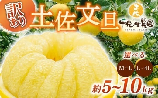 
            【早期予約 2026年2月上旬より順次発送】 土佐文旦 選べる容量 サイズ 約5kg 約10キロ M~4L 高知県産 柑橘 フルーツ 文旦 ぶんたん ブンタン 分担 果物 みかん 文旦 産地直送 高知県 安芸 安芸市 南国高知からの贈り物 HNT011
          