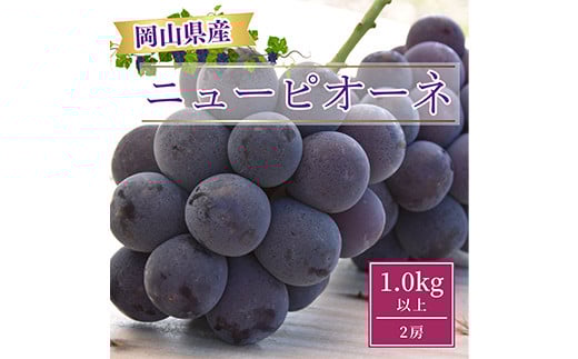＜2025年発送＞岡山県産ニューピオーネ1.0kg以上(2房)【1413100】