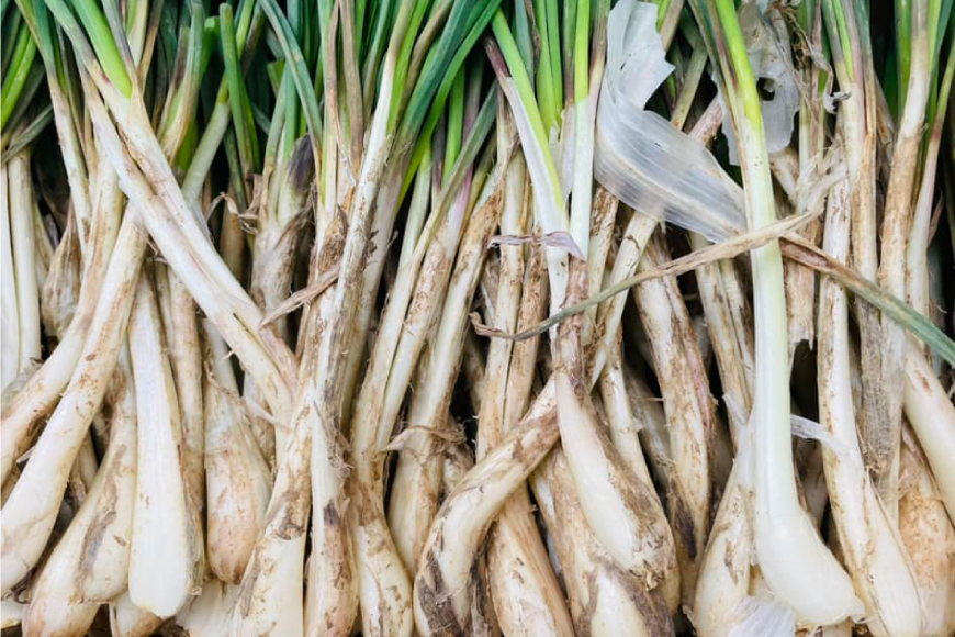 いえじま便 島らっきょうキムチ 100g 6個 [NOGUS 沖縄県 伊江村 ie47bde420000] キムチ 島らっきょう