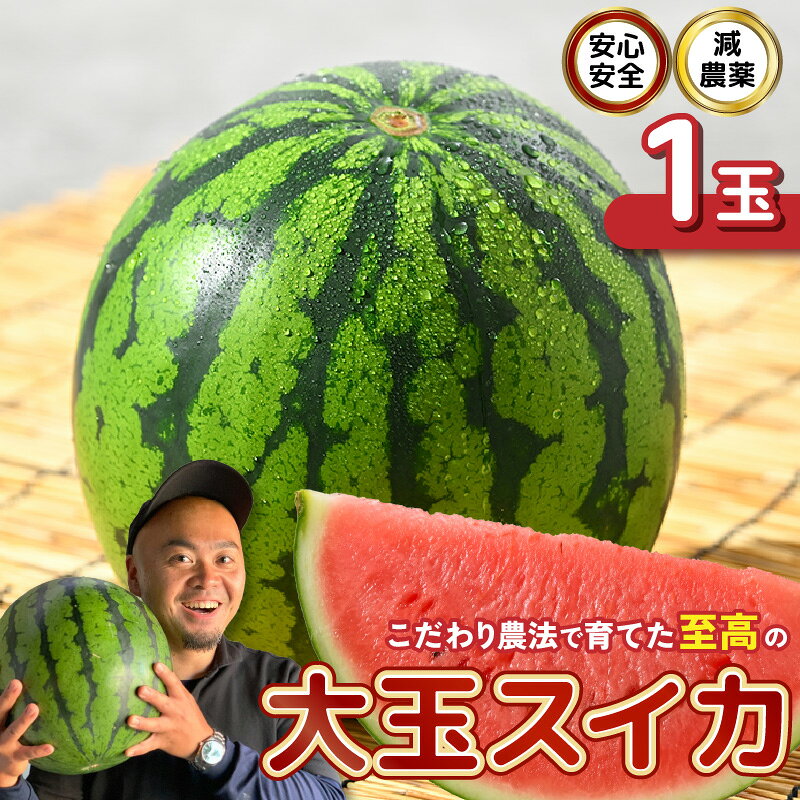 【ふるさと納税】【先行予約】 安心安全！減農薬！こだわり農法で育てた至高の大玉スイカ 1玉 (7～9kg)【2027年7月中旬以降順次発送予定】 【スイカ 西瓜 すいか デザート 果物 くだもの 夏 甘い ジューシー 旬の果物 産地直送 国産】