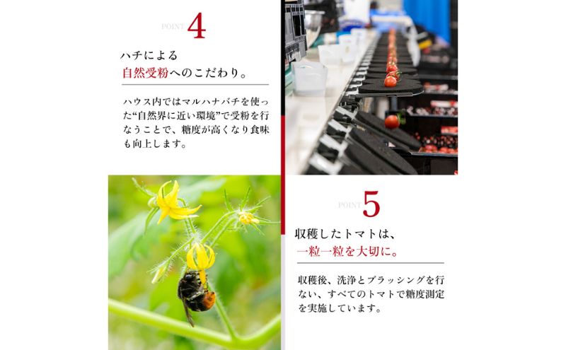 OSMIC FIRST PRINCESS　1箱 【トマト オスミック 千 ブランド 野菜】 国産 付け合わせ サラダ トッピング 糖度11 驚きの甘さ