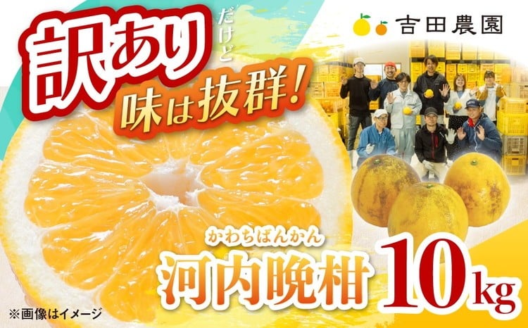 
訳あり 河内晩柑10kg(家庭用）
