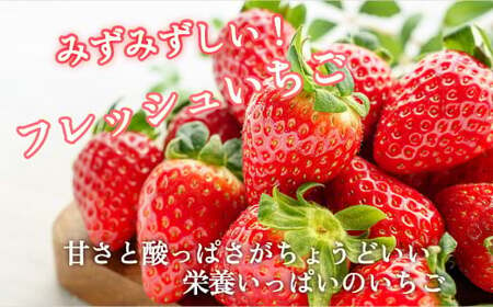 朝摘み とちあいか 4パックセット  | いちご 栃木 とちあいか 甘い 糖度 旬 新鮮 フルーツ 果物 アレンジ スイーツ いちごジャム フルーツサンド※離島への配送不可 ※2025年1月～3月頃に