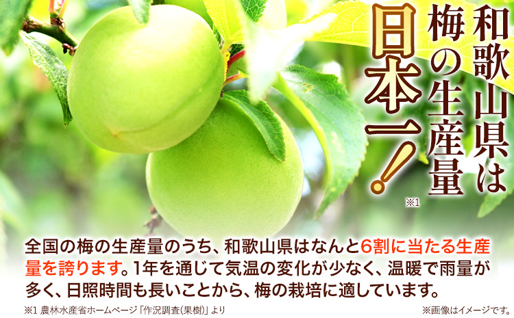 高級南高梅みかん梅400g 網代模様仕上紀州塗箱入り 澤株式会社《90日以内に出荷予定(土日祝除く)》和歌山県 日高町 梅干し みかん みかん梅 紀州南高梅 紀州塗  送料無料