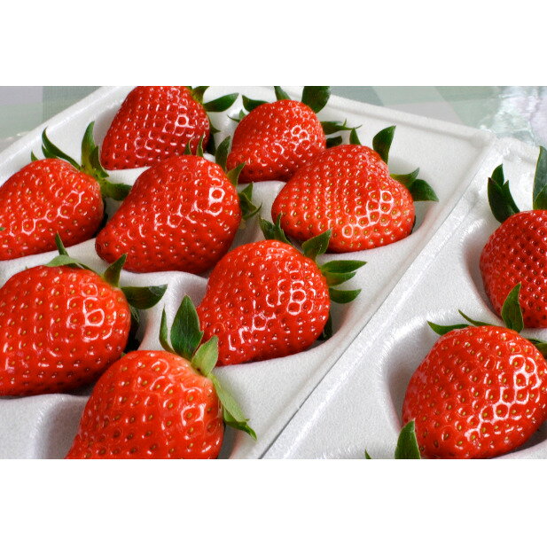 【ふるさと納税】南信州産「いちご」 (300g×8パック)　【伊那森パーク】 果物類 苺 イチゴ 　お届け：2026年1月中旬～3月下旬