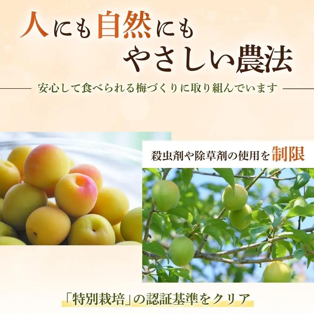 規格外品 無添加無農薬 昔ながらの梅干し 紀州南高梅 塩のみで漬けたすっぱい梅干し 800g（400gパックx2個）塩分約23% 3年熟成品 N20-K baiko012［KU8］【baiko012】