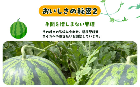 金色羅皇　SMAF004