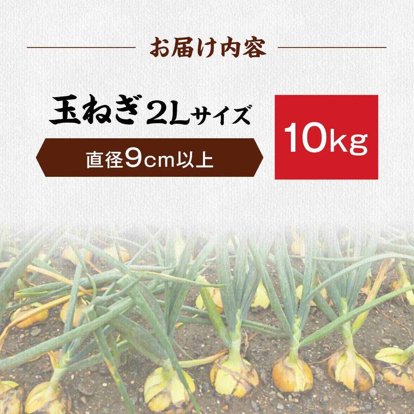 玉ねぎ10kg（2Lサイズ）[AQDZ012]玉ねぎ