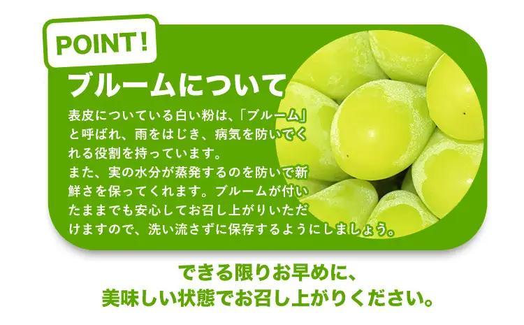 【先行予約】【2ヶ月定期便】黒ぶどう シャインマスカット 600g マスカット フルーツ 果物 新鮮 《8月上旬-9月下旬頃出荷》熊本県 荒尾市産 目野果実直売所 巨峰 藤稔 ブラックビート ピオーネ